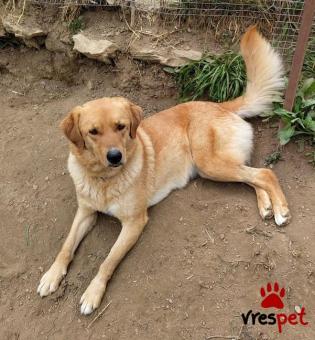 Ράτσα: Άγνωστο - Ημίαιμο | Ηλικία: 3 ετών | Φύλο: Θηλυκό | Αρ. Microchip: 00000000000000 | Ημίαιμο | Περιοχή: Νεάπολη Συκεές, Θεσσαλονίκη